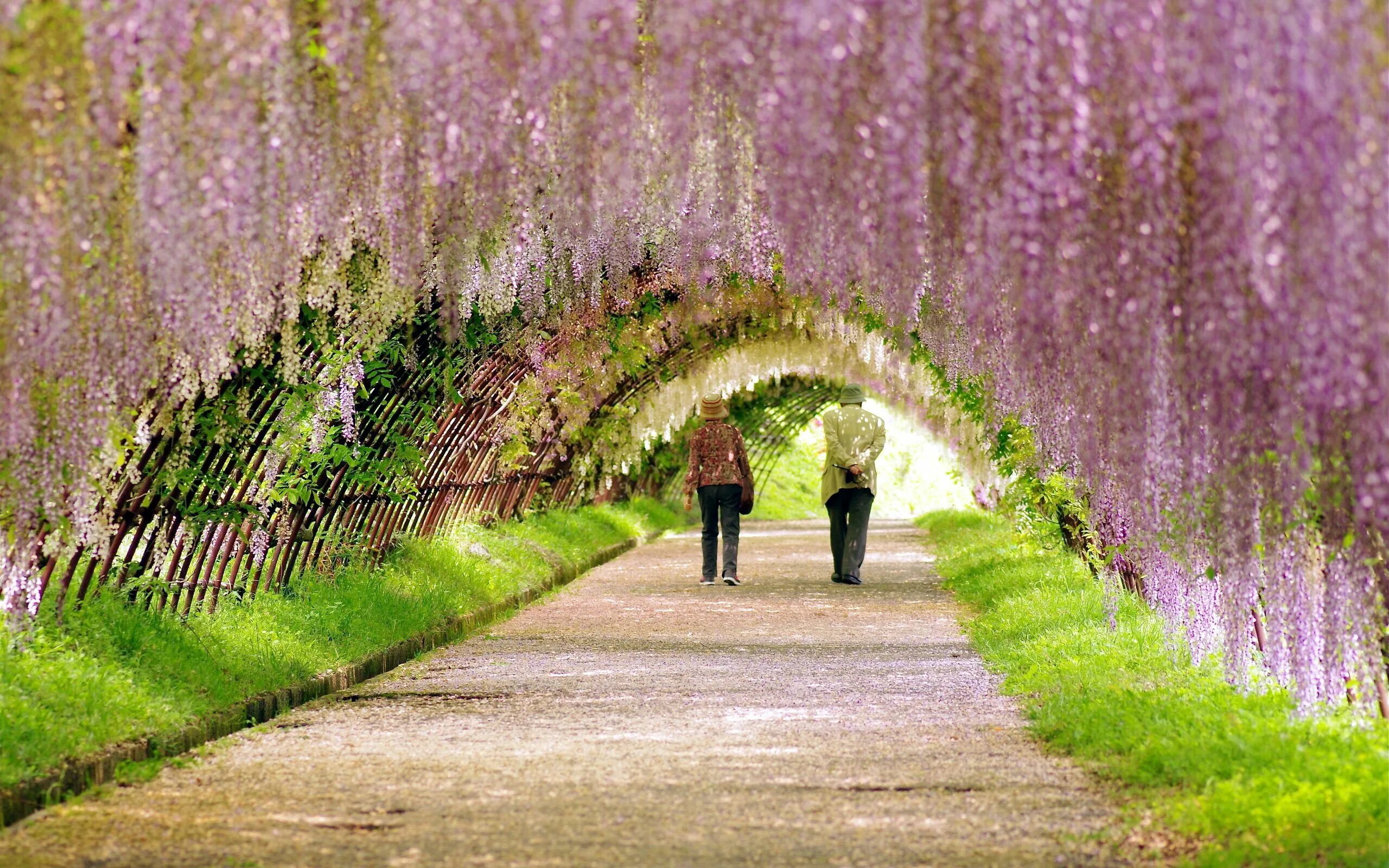 Flower nature. Сад Кавати Фудзи. Глициния Кавати Фудзи. Сад цветов Кавати Фудзи. Аллея глициний в Японии.