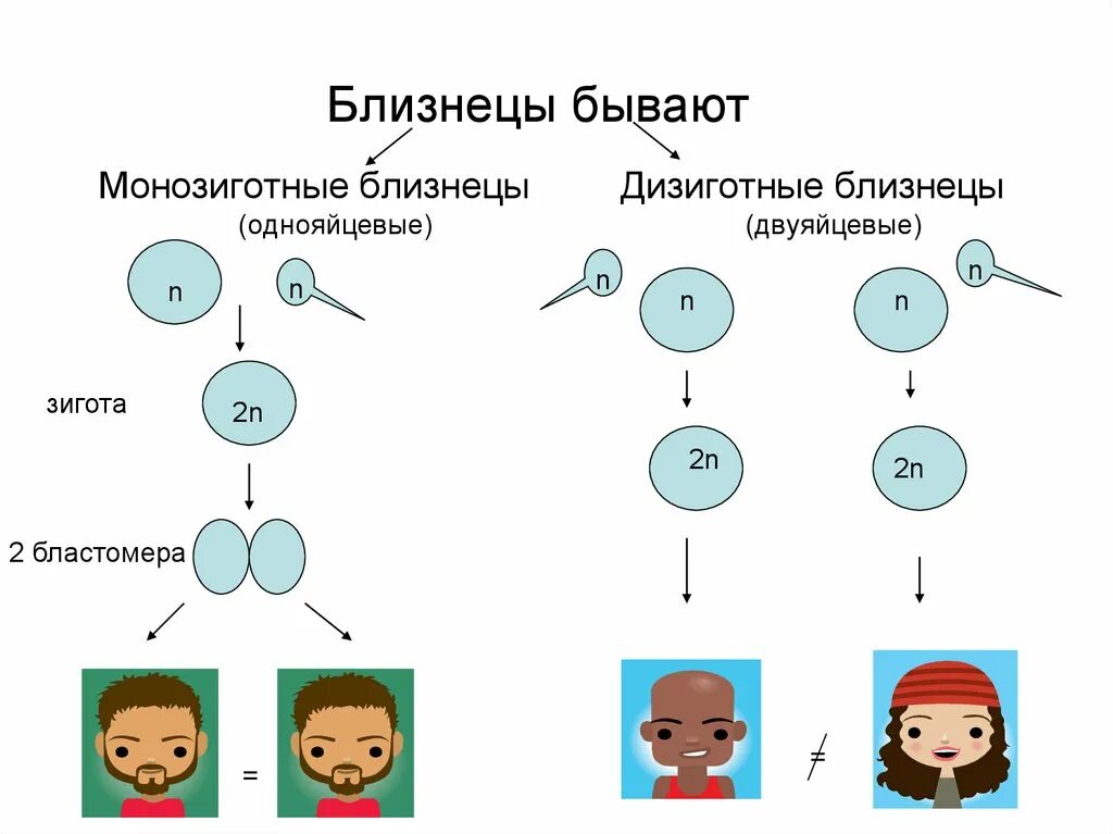 Как получаются близнецы и двойняшки. Однояйцевые (монозиготные) близнецы. схема образования однояйцевых и разнояйцевых близнецов. схема монозиготных и дизиготных близнецов. однояйцевые и двуяйцевые близнецы.