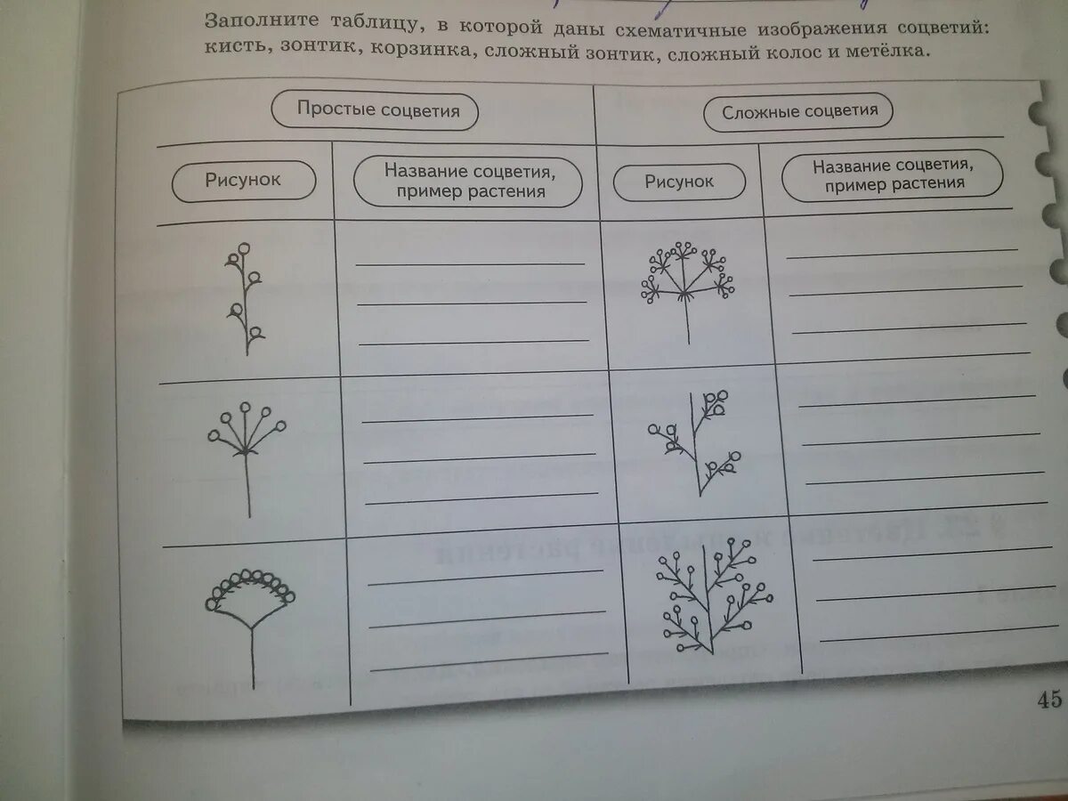 Составить таблицу по соцветиям 6 класс биология Составить таблицу соцветия биология 6 класс
