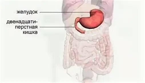 Двенадцатиперстная кишка биология 8 класс. Анатомия желудка и 12-перстной кишки. 12 Перстная кишка анатомия. Строение 12 перстной кишки анатомия. Желудок и 12 перстная кишка.