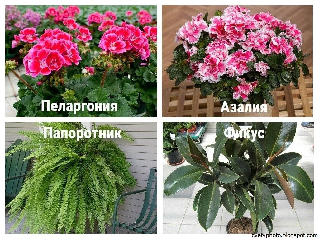 комнатные цветы неаллергичные. комнатные цветы неаллергичные. млечный сок молочай сок. комнатные растения названия. комнатные цветы вызывающие аллергию.