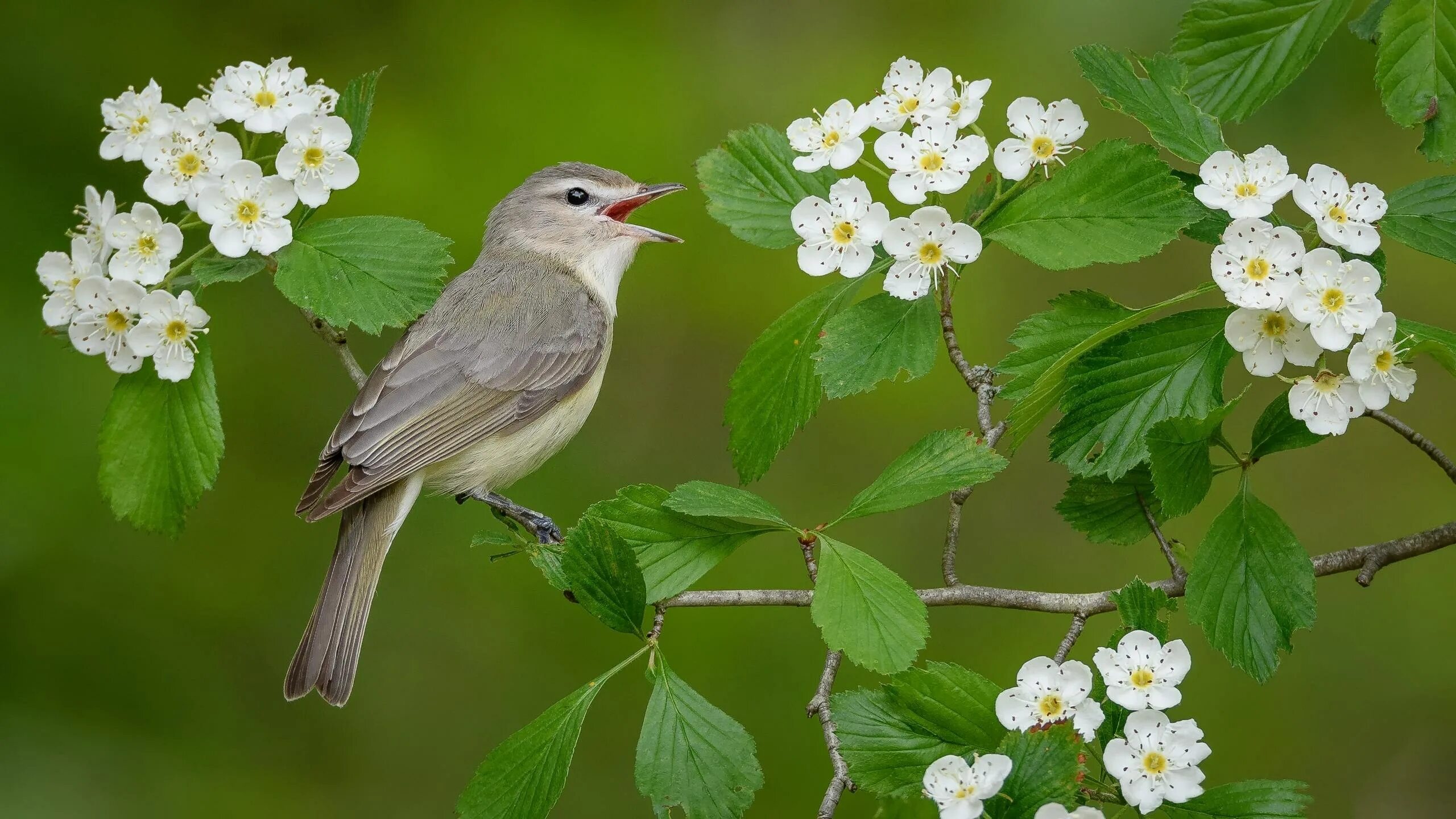 Пение соловья в весеннем лесу пение птиц. Весенняя певчая птичка. Соловей весной. Птица в цветущем саду.