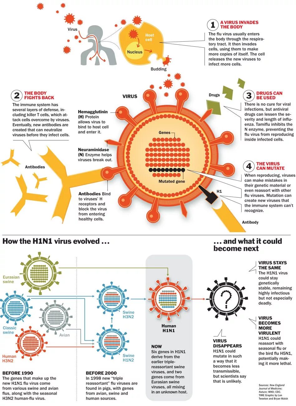 Make virus. Инфографика вирусы биология. Инфографика по биологии вирусы. Вирус маркетинг вирус маркетинг. Viruses in the body-.