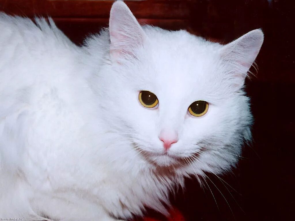 Ангорская кошка. Турецкая ангора кошка. Турецкая ангорская кошка. Турецкая ангора белая.