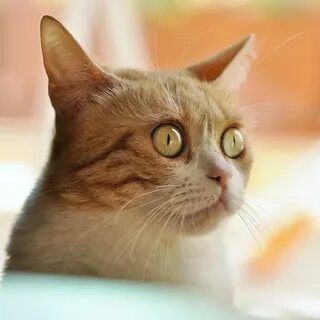 Silly cat