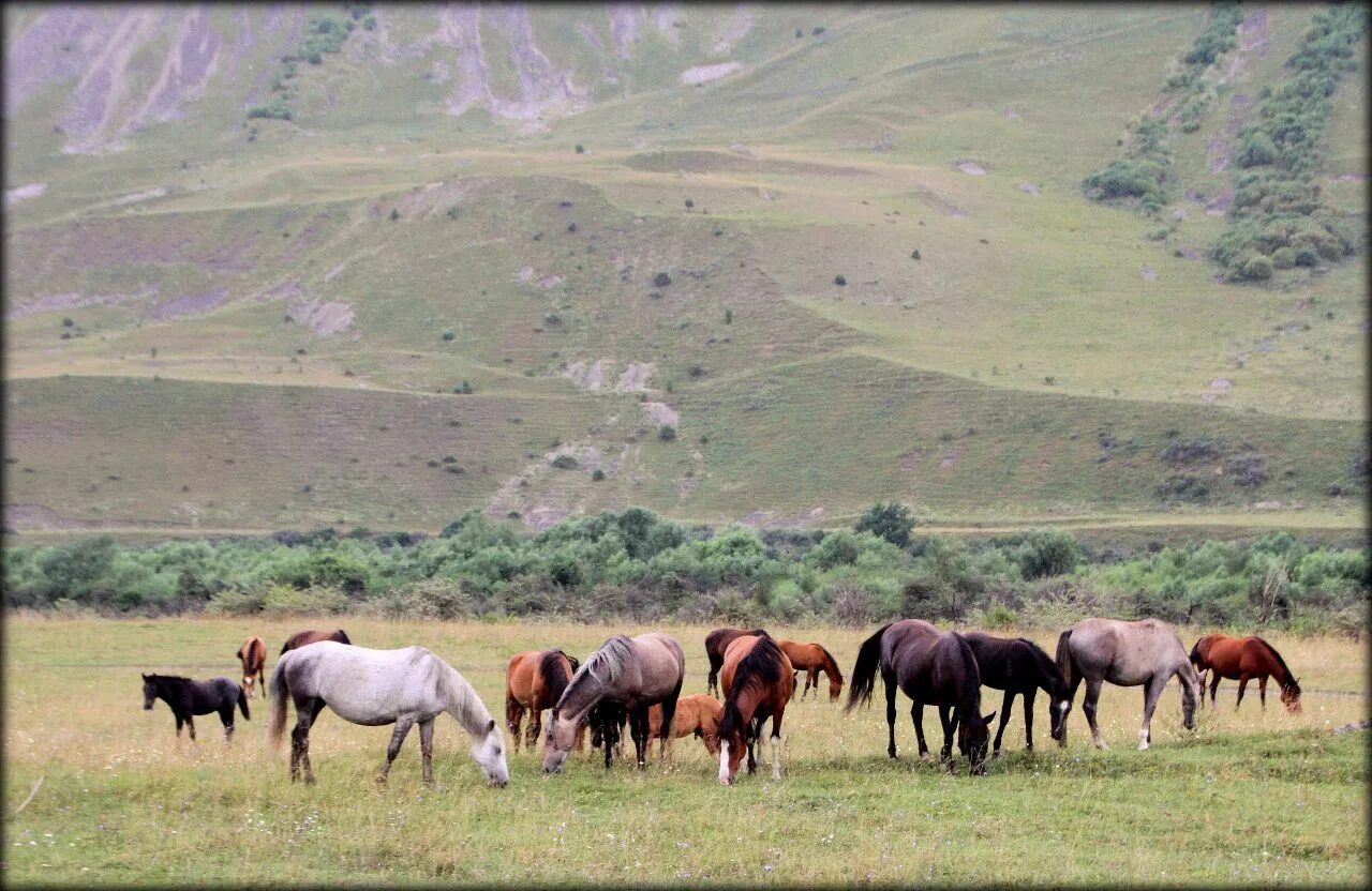 Какое население в северной осетии. Хозяйство Северной Осетии. Сельское хозяйство Северной Осетии. Скотоводство на Кавказе. Животноводство в Дагестане.