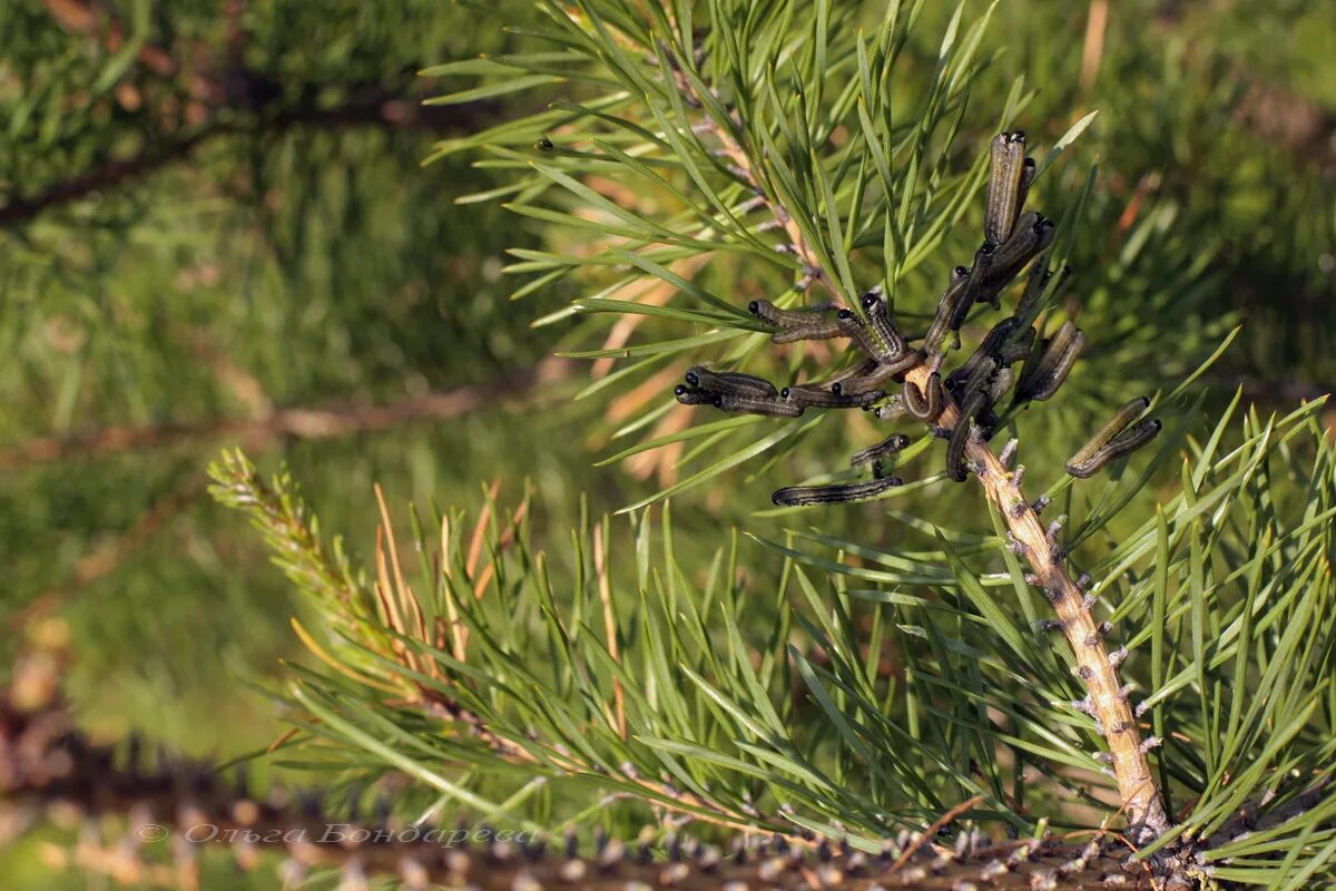 Сосновые порядок хвойные. Pinus Sylvestris. Сосна Бревифолия. Сосновые (семейство). Сосновые (порядок).