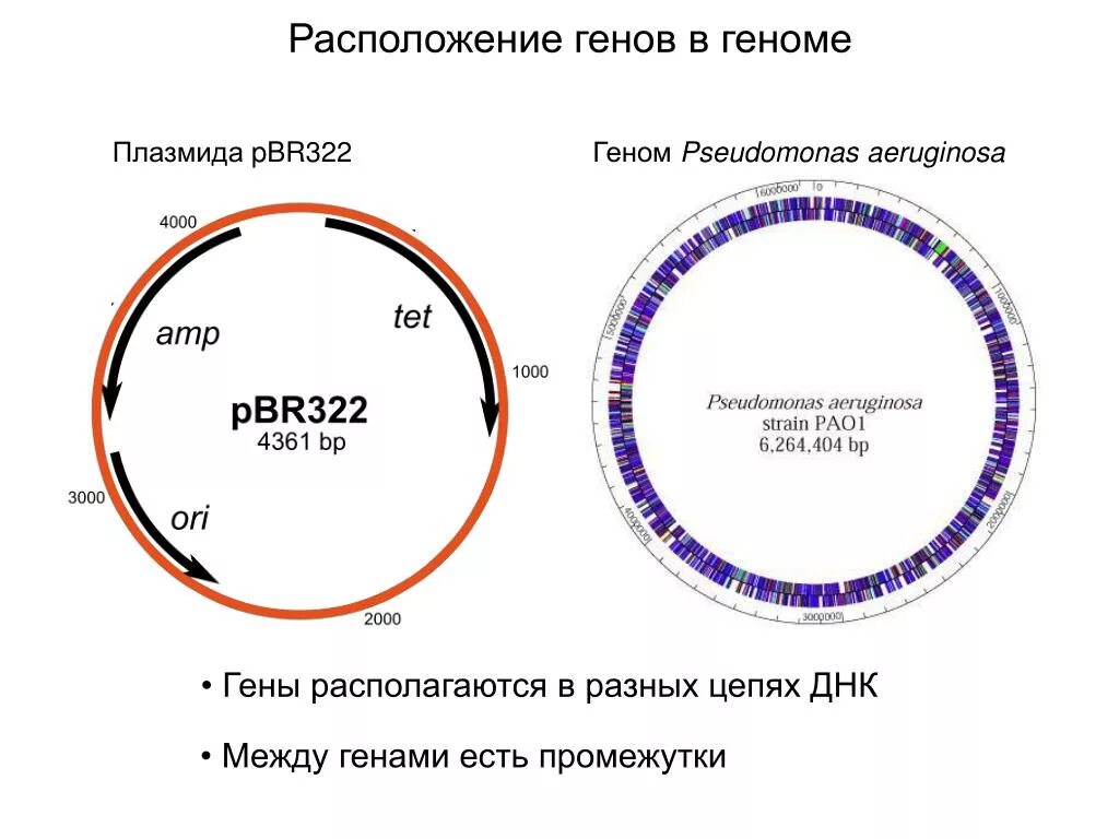 Векторы плазмиды. Плазмида pbr322. Плазмидный вектор pbr322. Плазмида pbr322 схема. Расположение генов в геноме.