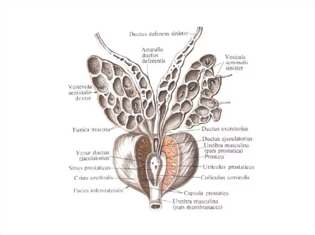 Схема строения предстательной железы. Простата семенные пузырьки анатомия. Семенные пузырьки анатомия строение. Основание предстательной железы латынь.