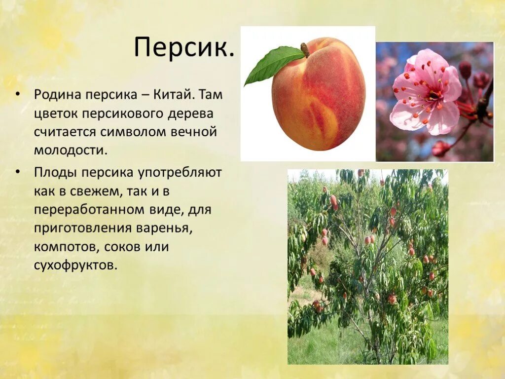 Яблоня распространение. Родина персика. Информация о персике. Персик это культурное растение. Доклад про персик.