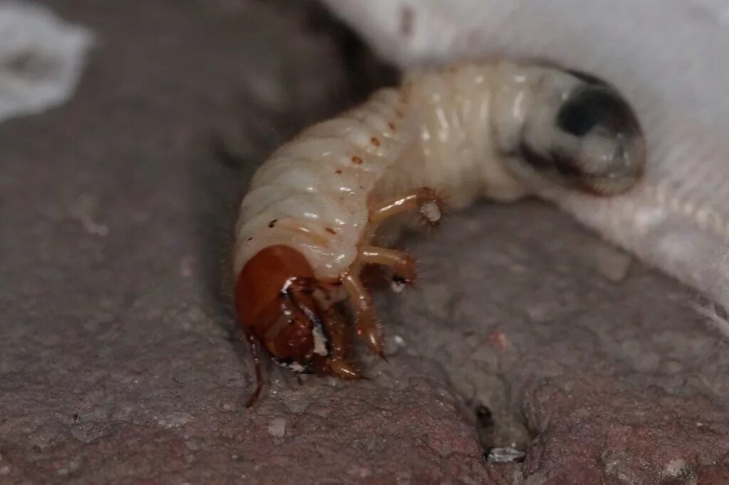 Личинка майского жука обитает. Хрущ Жук личинка. Личинка хруща майского. Белая личинка майского жука. Проволочник личинки майского жука.