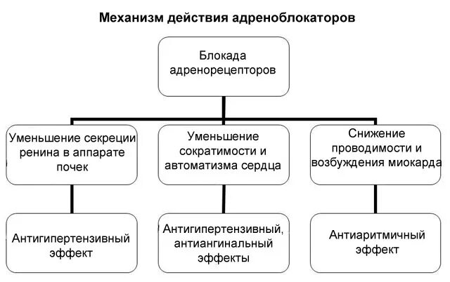 Механизм действия Альфа 1 адреноблокаторов. Механизм антигипертензивного действия Альфа адреноблокаторов. В1 адреноблокаторы механизм действия. Механизм Альфа адреноблокаторов. Действие альфа адреноблокаторов