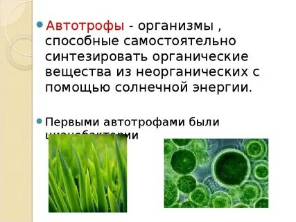 Из названных пар организмов к фотосинтезу способны