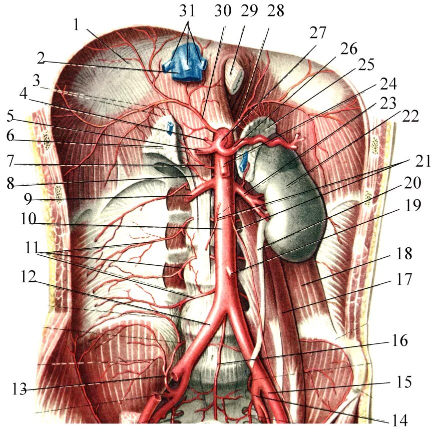 Анатомия висцеральных ветвей брюшной аорты. Брюшная аорта анатомия топография. Париетальные ветви брюшной аорты. Внутренностные ветви брюшной аорты. Артерии органов брюшной полости