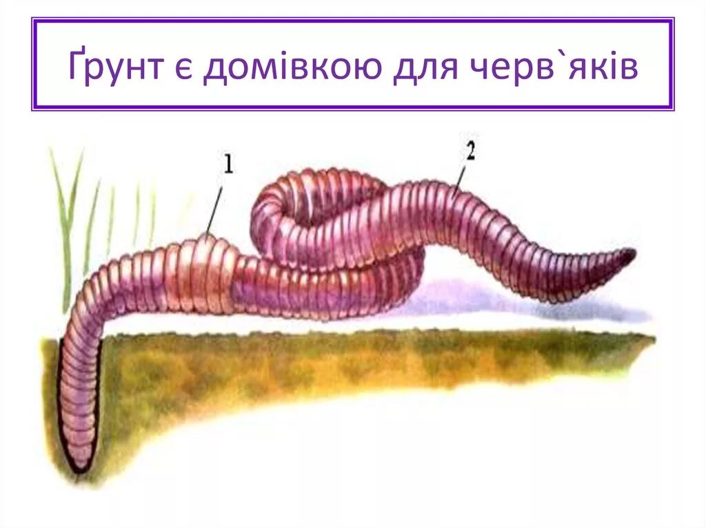 Дождевой червь рисунок. Строение дождевого червя для детей. Дождевой червь рисунок для детей.