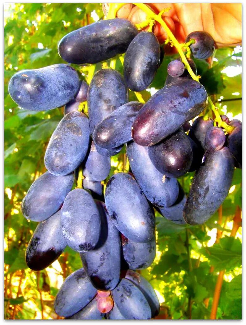 огромный виноград. виноград бычий глаз. сорт винограда богатырь. сорт винограда велика. высока винограда.