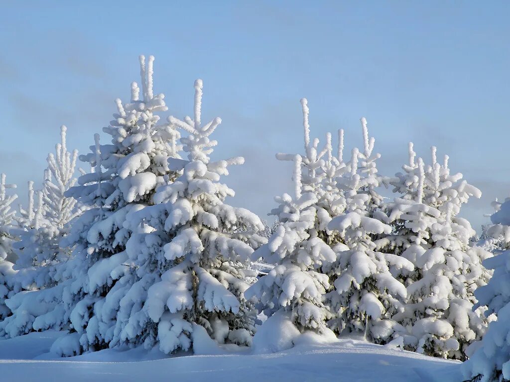 елочки пушистые снег. елка под снегом. елочки пушистые снег. елочки пушистые снег. елочки пушистые снег.