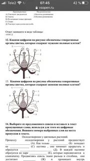 Генеративные органы нужны