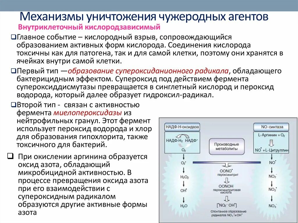 Обезвреживание веществ в печени. Механизм обезвреживания биохимии. Механизмы обезвреживания веществ в печени. Механизм обезвреживания чужеродных веществ в печени. Механизмы уничтожения бактерий.