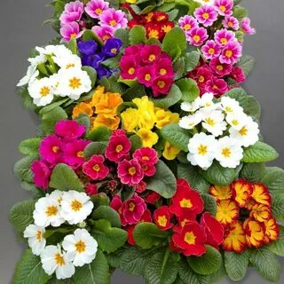 Семена примулы