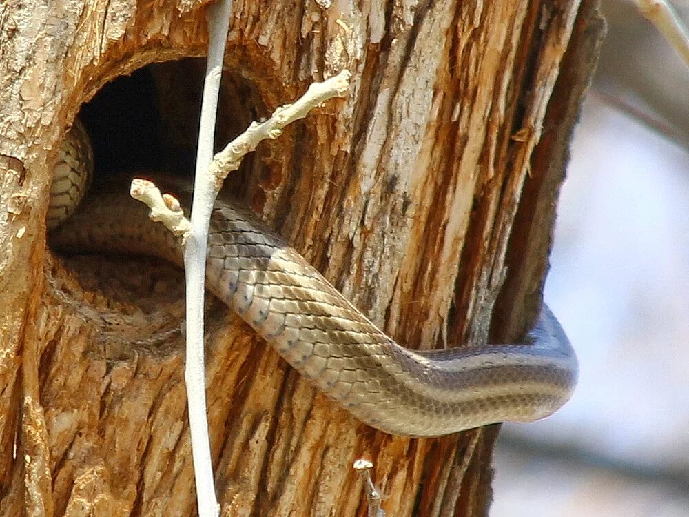 Змея стрела. Стрела-змея (Psammophis lineolatus). Змея стрела в Казахстане. Змея стрела Кавказская. Змея стрелка в Казахстане.