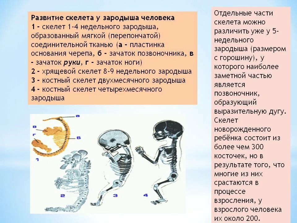 Образована тремя сросшимися костями. Формирование скелета человека. Этапы формирования скелета. Формирование скелета у ребенка. Формирование скелета у эмбриона.