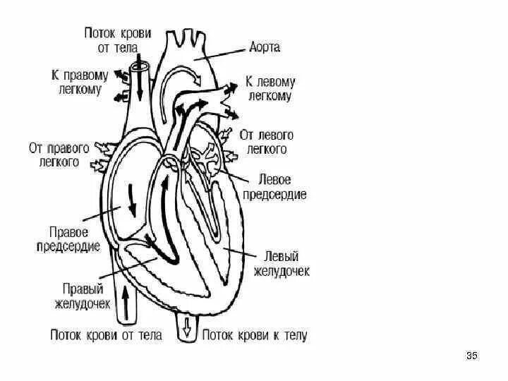 На рисунке изображены строение сердца. На рисунке изображены строение сердца