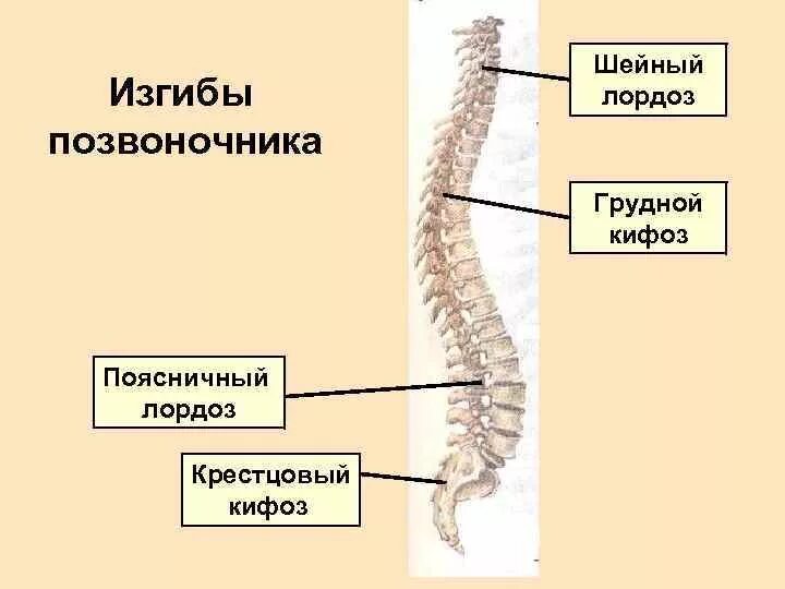 Укажите верно изгибы позвоночника