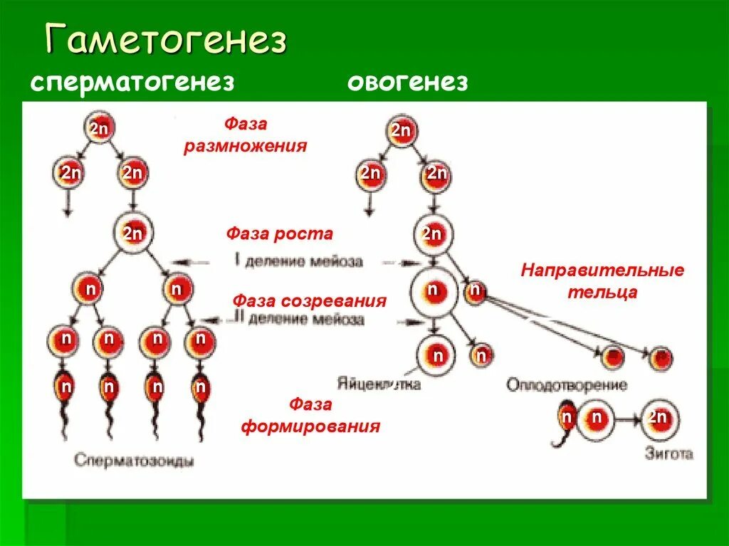 Схема основных этапов сперматогенеза и овогенеза. Стадии сперматогенеза и овогенеза. Фаза размножения сперматогенеза. Фазы овогенеза схема.