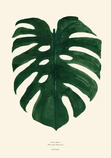 Plant series