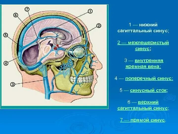 Синусы оболочек головного мозга. Синусы твердой мозговой оболочки. Сигмовидный синус головного мозга. Топография синусов твердой мозговой оболочки. Сигмовидный синус твердой мозговой.
