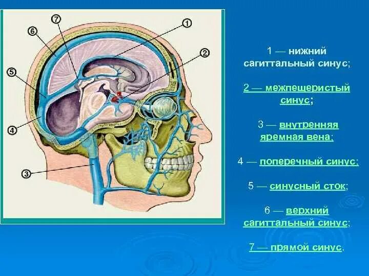 Синус оболочки мозга