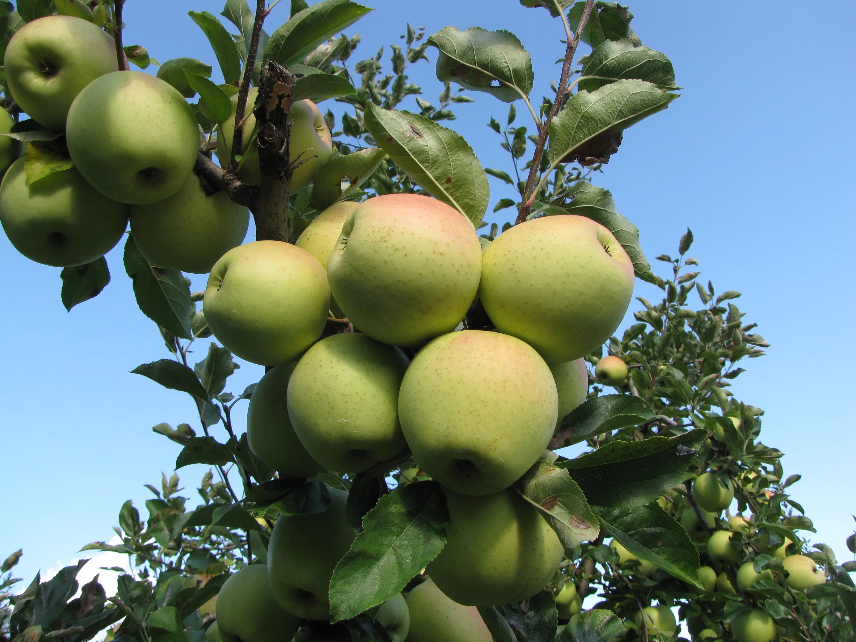 Яблоня сорт голден. Яблоня голден резистент. Сорт яблок джонаголд. Яблоня сорт голден. Яблоня сорт голден.