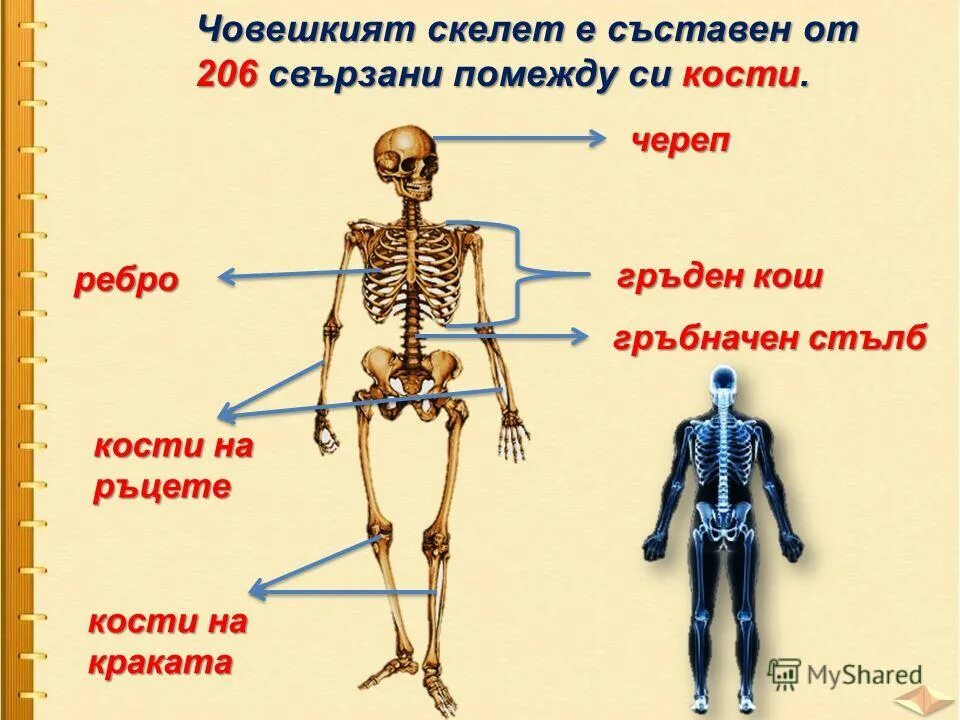 Внутренний скелет состоит из