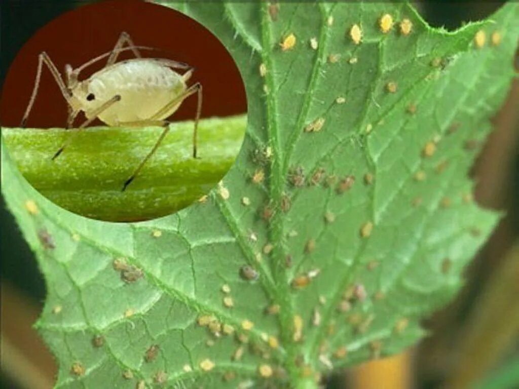 Пищевые блошки. Тля бахчевая (Aphis gossypii). Бахчевая (хлопковая) тля. Кленовая тля. Персиковая бахчевая тля.