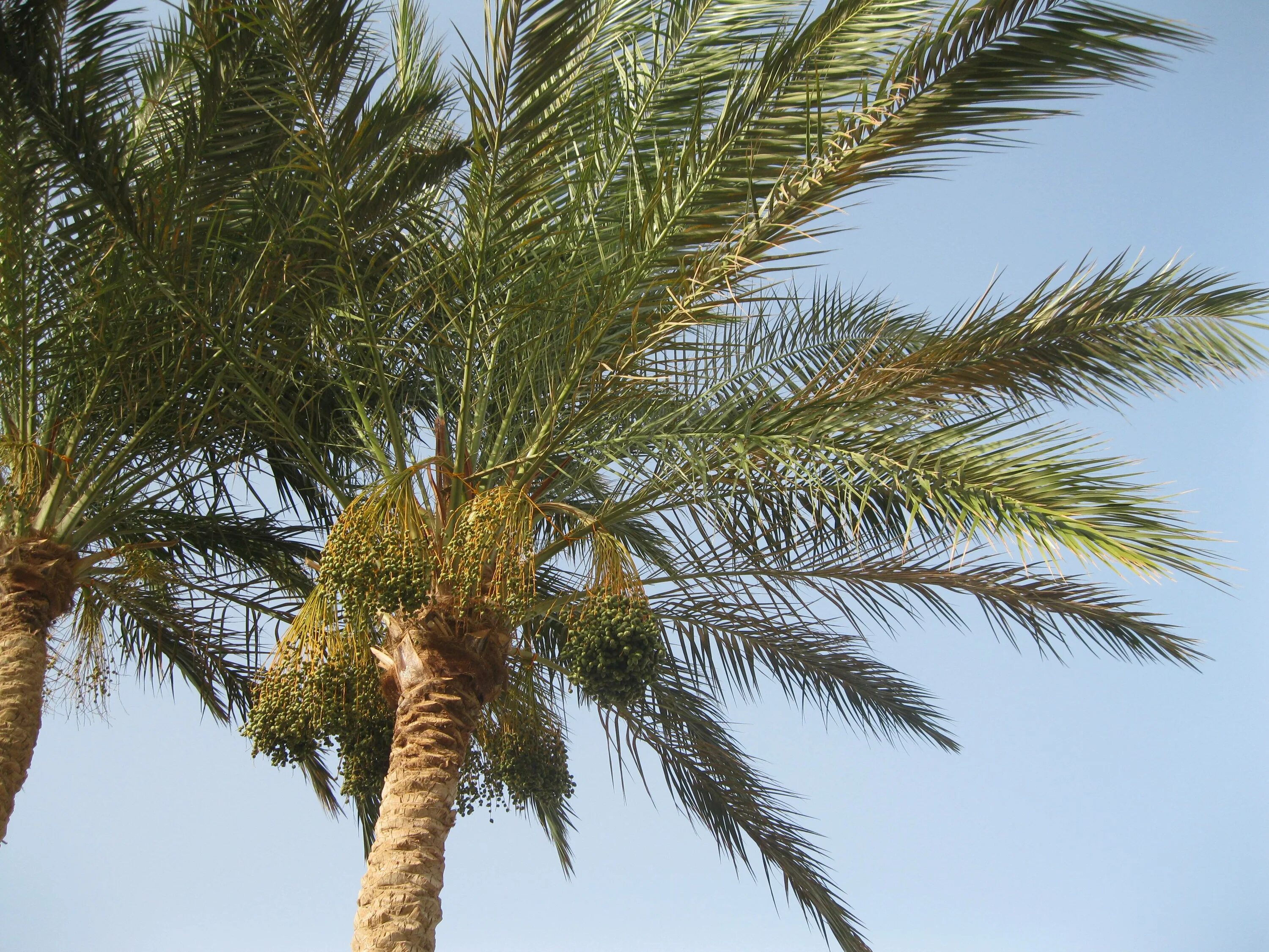 Финиковая пальма где растет природная зона. Финиковые пальмы в Египте. Растения Египта финиковая Пальма. Канарская финиковая Пальма. Финиковая Пальма Геншин.