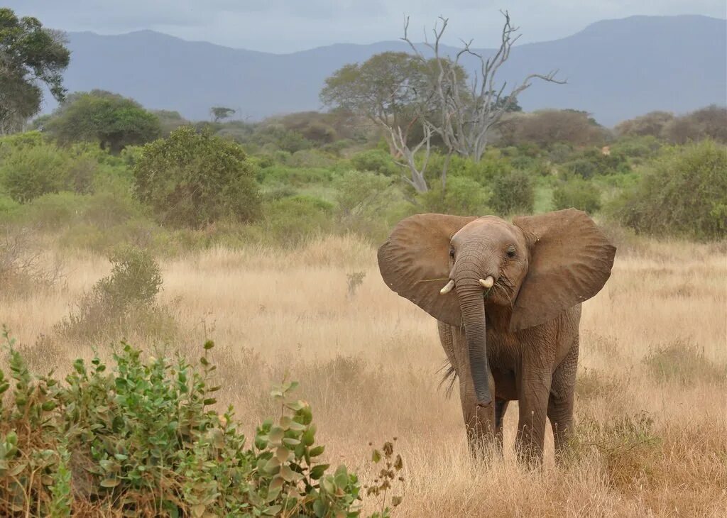саванный слон и африканский слон. саванный африканский слон африки. саванный африканский слон африки. саванный африканский слон африки. африканский кустарниковый слон.