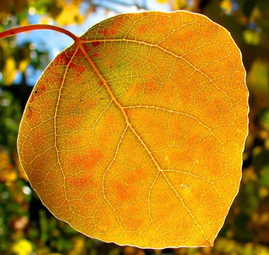 Листья осины осенью. Осенние листья тополя. Листья тополя осенью. Осиновый лист.