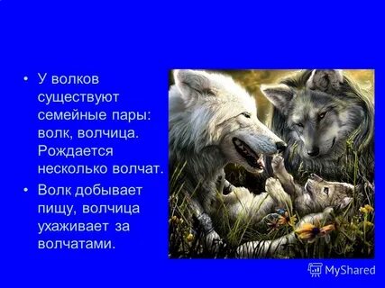 Серый волк зубами щелк