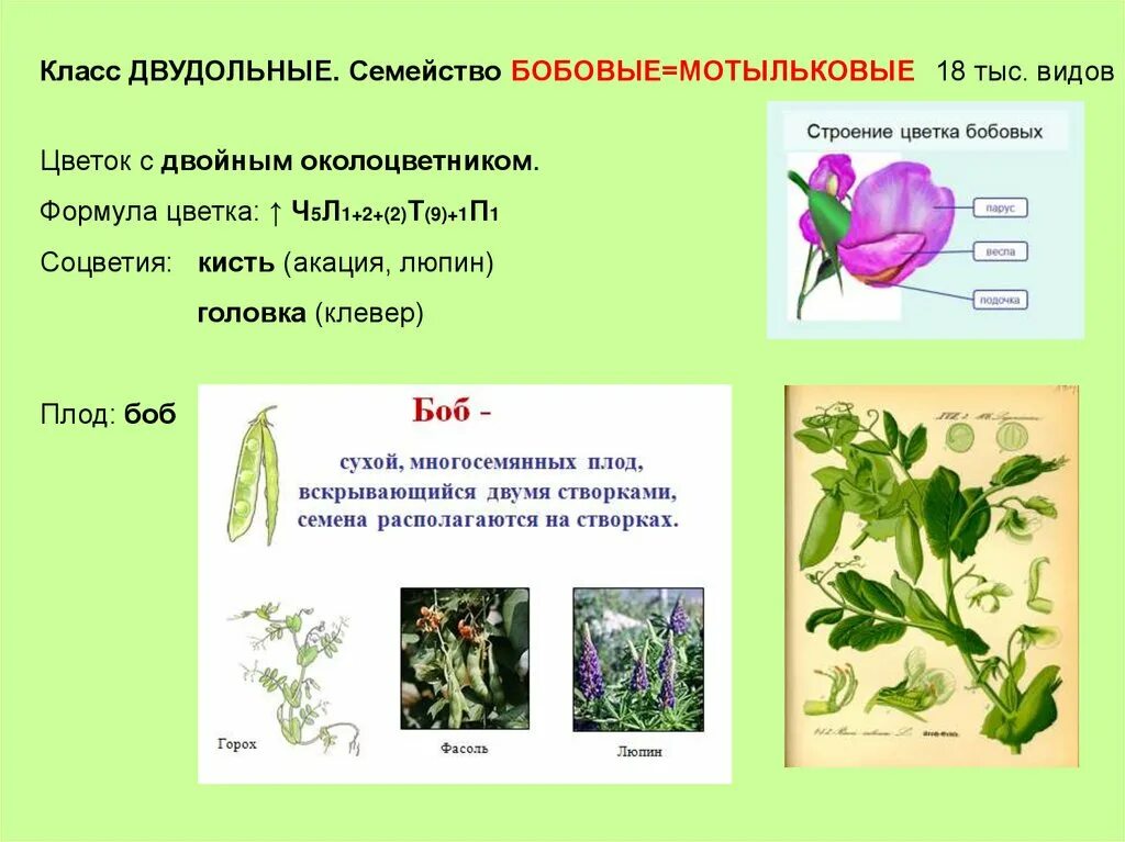 Тест по теме семейства. Семейство двудольные семейство бобовые. Семейство Мотыльковые бобовые. Характеристика семейства Мотыльковые 6 класс. Семейство покрытосеменных растений бобовые.