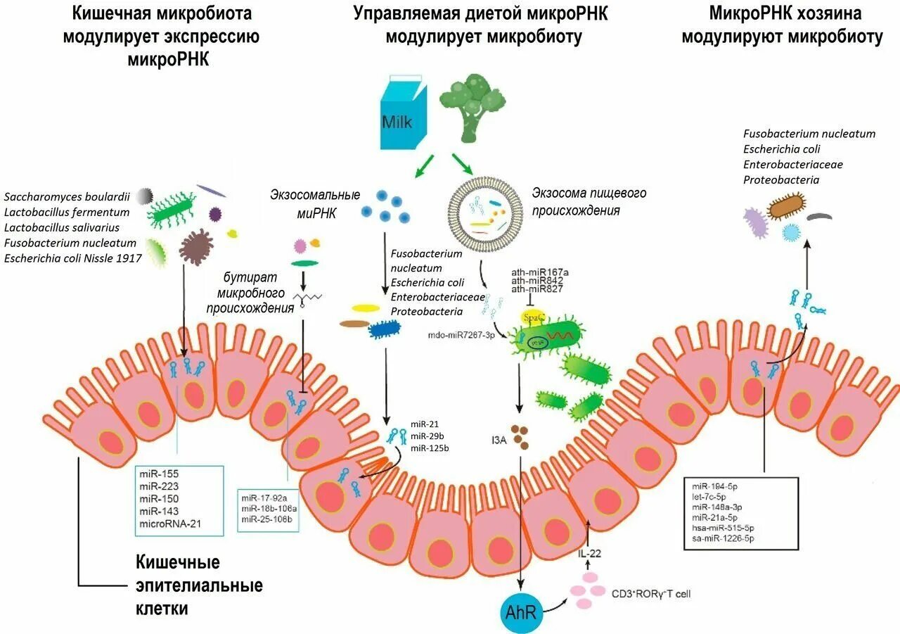 Иммунная и кишечник. Бактерии микробиота кишечника. Микробиота и иммунитет. Микробиом (микробиота). Микробиота кишечника и иммунитет.