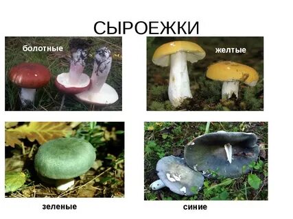 Ложные сыроежки как отличить от настоящего