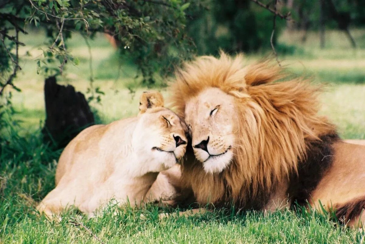 Loving lions