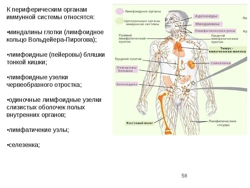 Периферическая вена где. Иммунитет центральные и периферические органы иммунной системы. Центральные органы иммунной системы человека функции. К периферической иммунной системе относятся. Центральные органы иммунной системы человека микробиология.