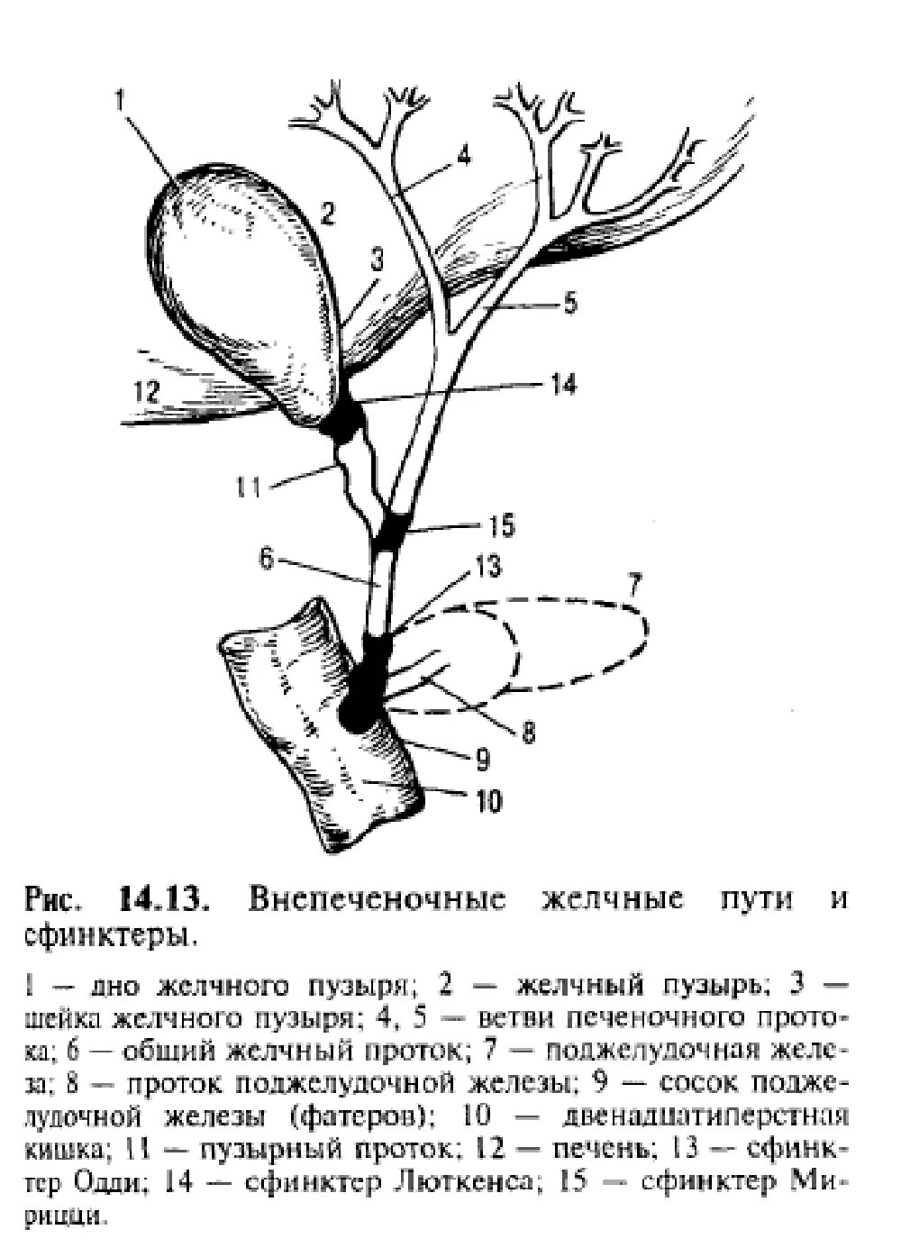 Желчный пузырь шейка тело. Схема внепеченочных желчных протоков. Строение внепеченочных желчных путей. Анатомия внепеченочных желчных протоков. Внутрипеченочные желчные протоки схема.