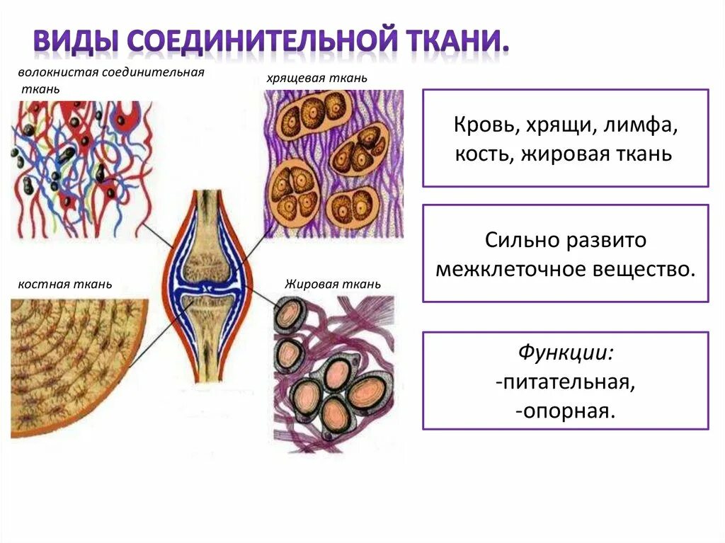 Соединительная ткань кровь хрящевая. Соединительная ткань жировая хрящевая костная. Хрящевая соединительная ткань строение. Скелетные соединительные ткани схема.