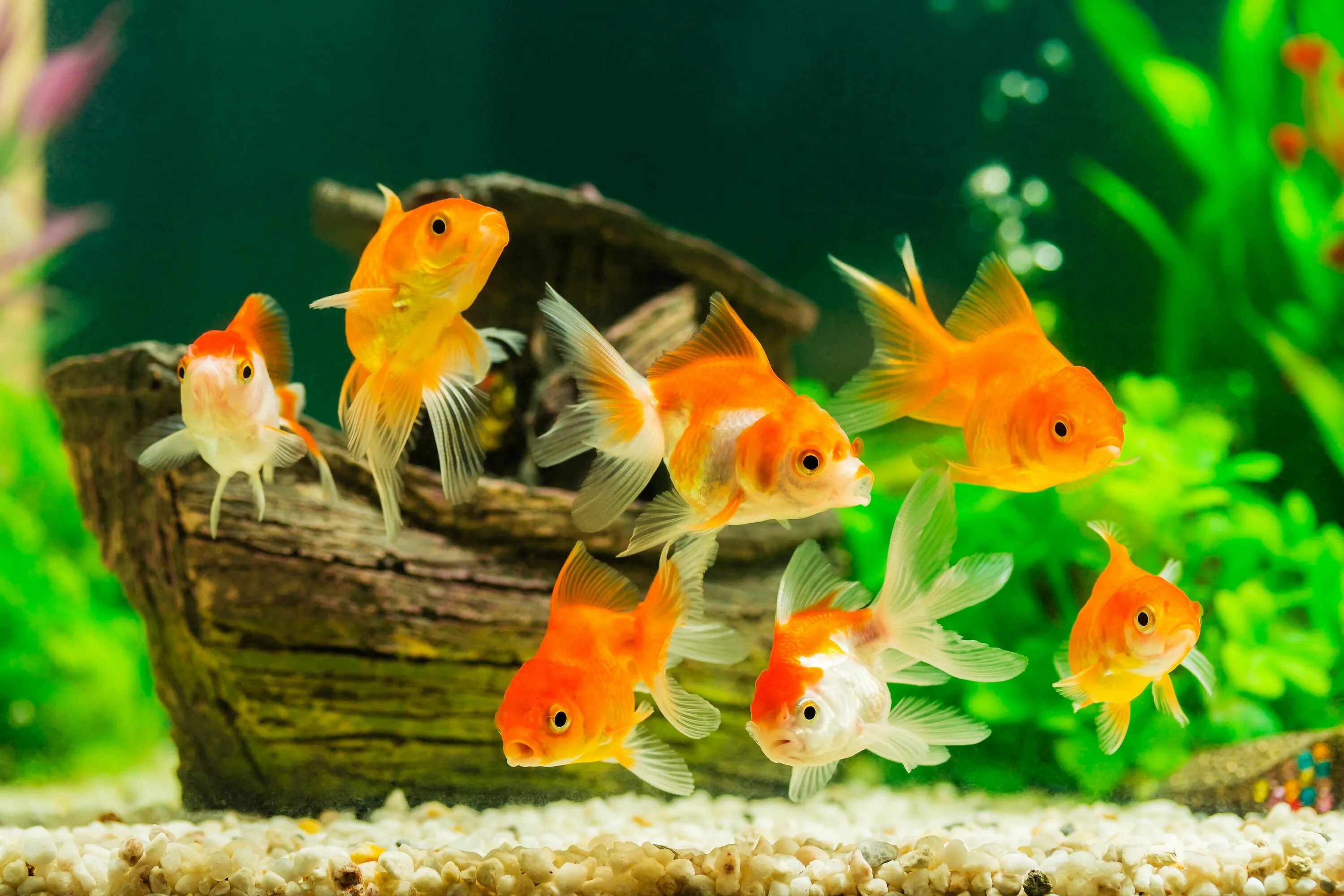 What a wonderful species show featuring the Comet Goldfish. The Comet Goldfish i