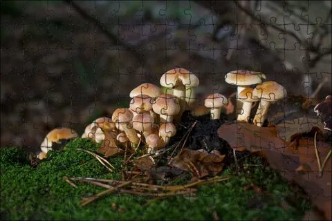 Грибы самостоятельное царство