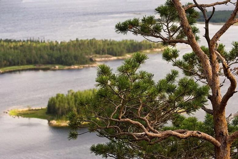 сосна русском. сосна обыкновенная россия. сосна обыкновенная. сосна жеффрея. сосна русском.