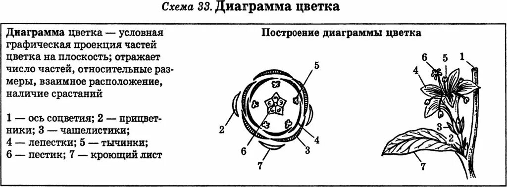 Формула цветка соответствует семейству. Диаграммы цветка схемы. диаграммы семейств растений. диаграмма цветка расшифровка. диаграмма цветка таблица.